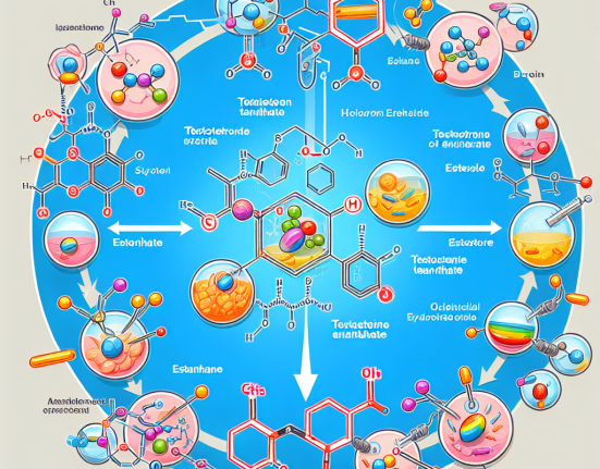 Testostérone énanthate et risques de conversion œstrogénique